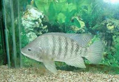 小網箱養殖羅非魚關鍵技術解析
