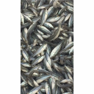 華杰加州鱸魚 優質水產養殖與實用養殖技術解析