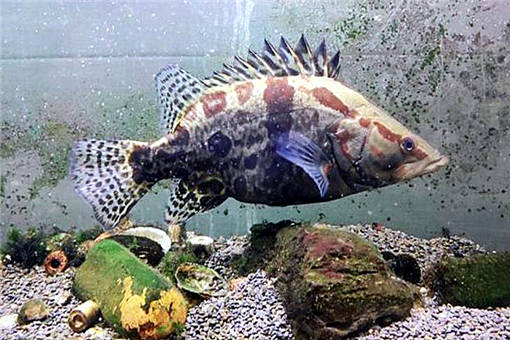 鱖魚養殖 2020年市場價格、養殖前景、技術革新與水質管理