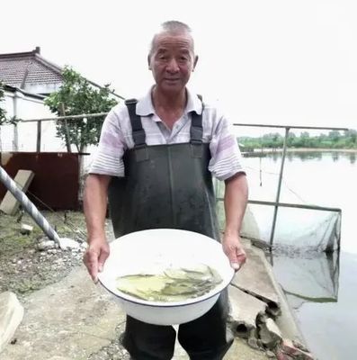 大國農匠奪魁記 青浦水產養殖先鋒，魚類養殖技術革新之路