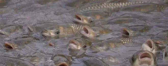 養魚投餌量控制 以精準喂養節省成本、提升產量、增加效益