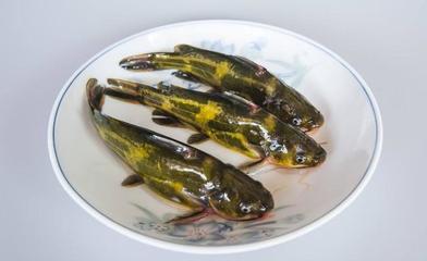 黃顙魚高效養殖技術要點詳解