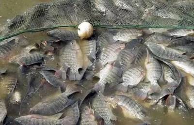 水質改良劑研發大佬，30畝魚塘年入40萬，揭秘“富養”羅非魚的致富經