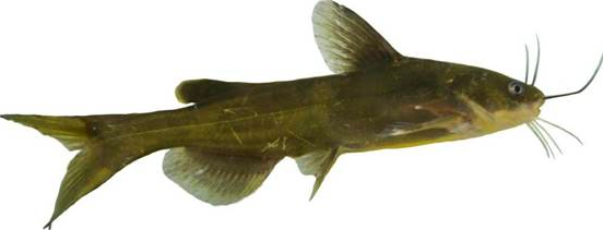 “黃優1號”人工繁殖、健康養殖與水質改良劑研發關鍵技術